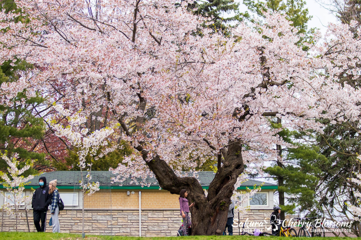 Sakura Watch May 2, 2021-7.jpg