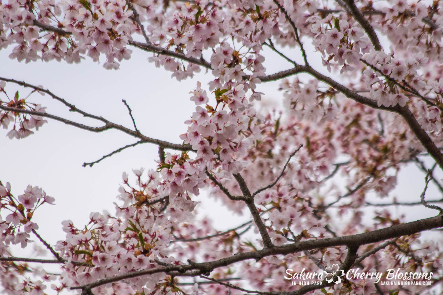 Sakura Watch May 2, 2021-203.jpg