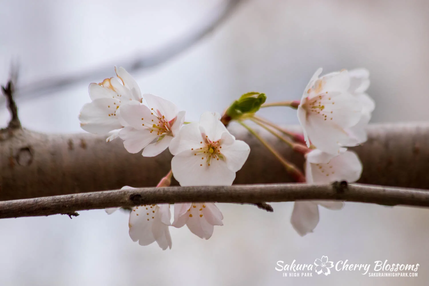 Sakura Watch May 2, 2021-186.jpg