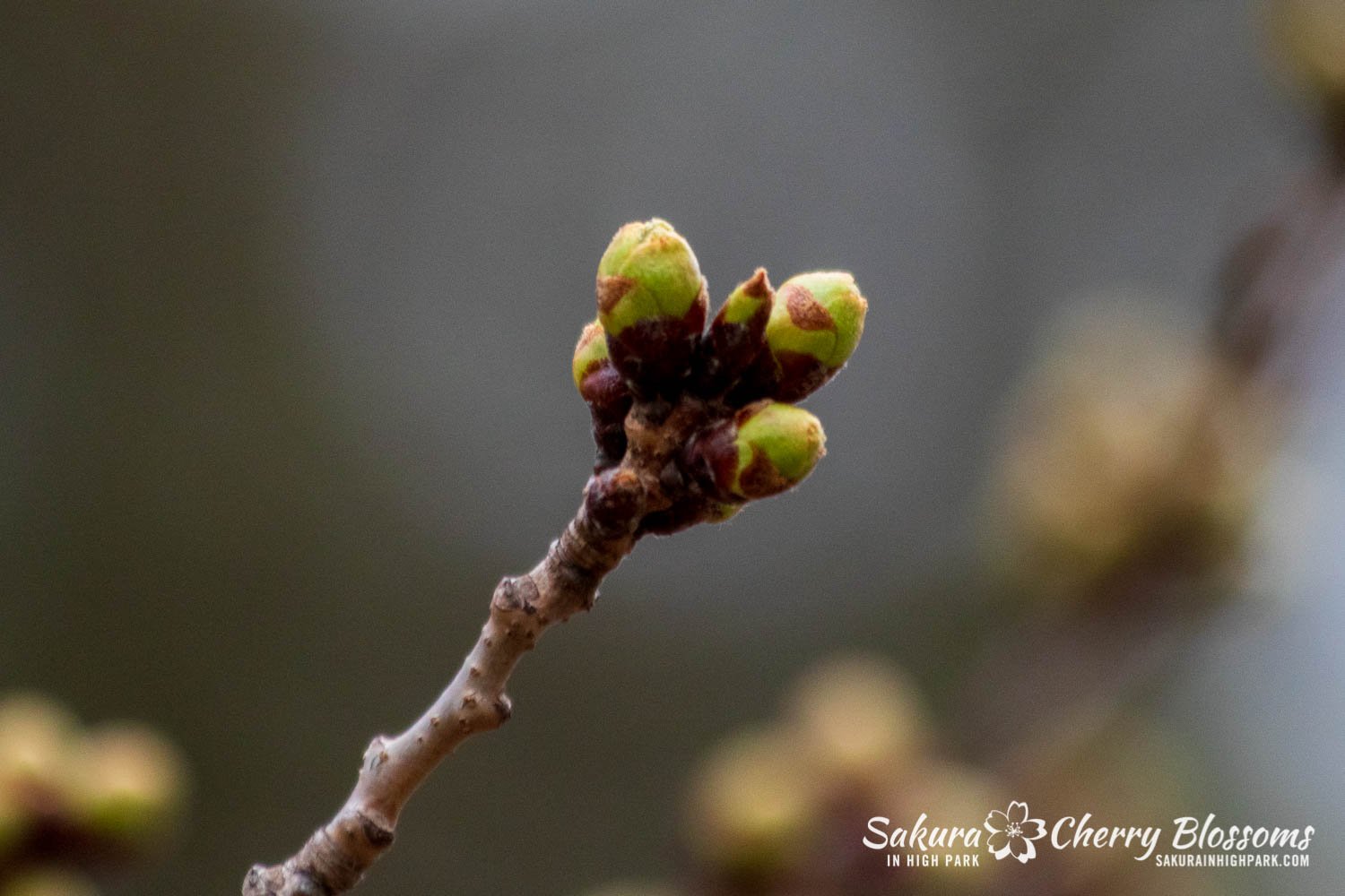 Sakura Watch April 15-2022-53.jpg