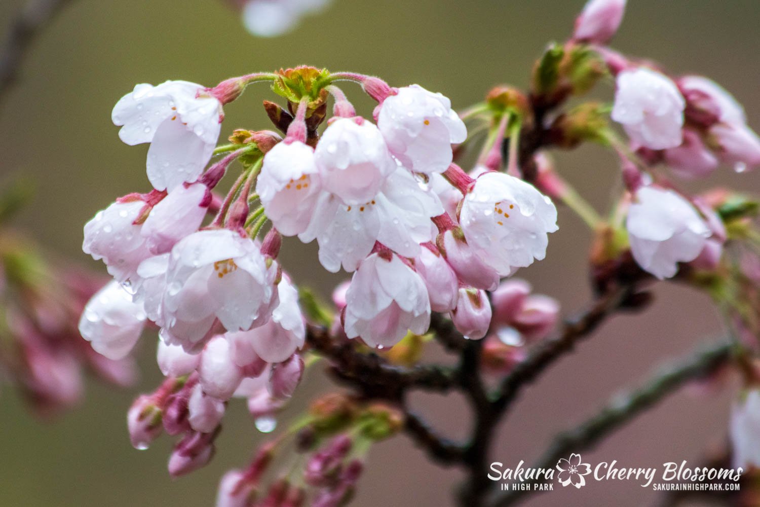 Sakura Watch May 4-2022-9.jpg