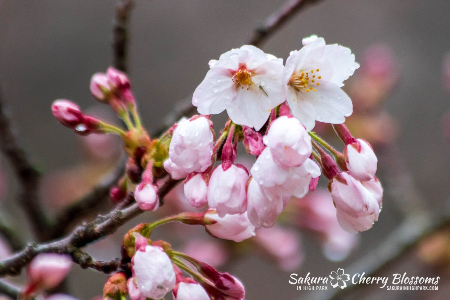 Sakura Watch May 4-2022-19.jpg