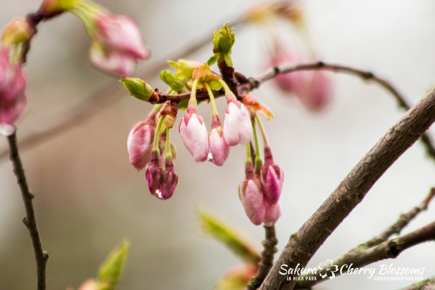 Sakura Watch May 4-2022-120.jpg