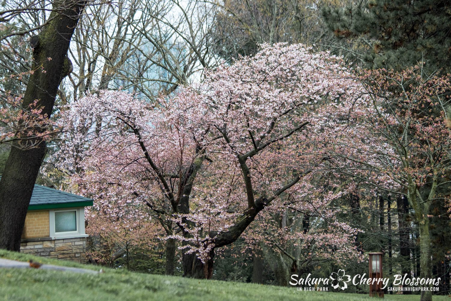 Sakura Watch May 4-2022-26.jpg