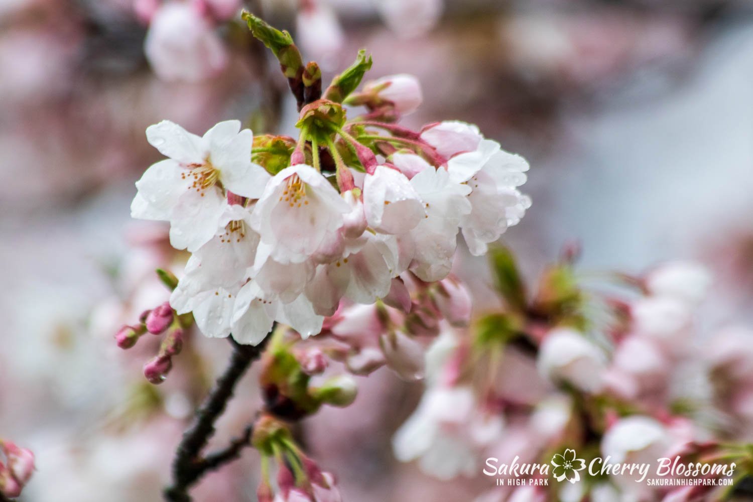 Sakura Watch May 4-2022-108.jpg