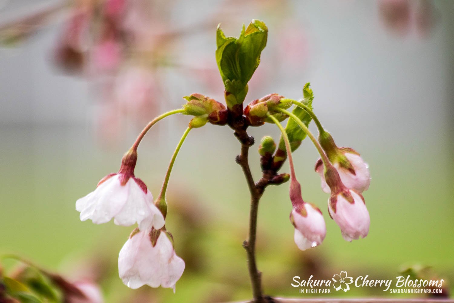 Sakura Watch May 4-2022-86.jpg