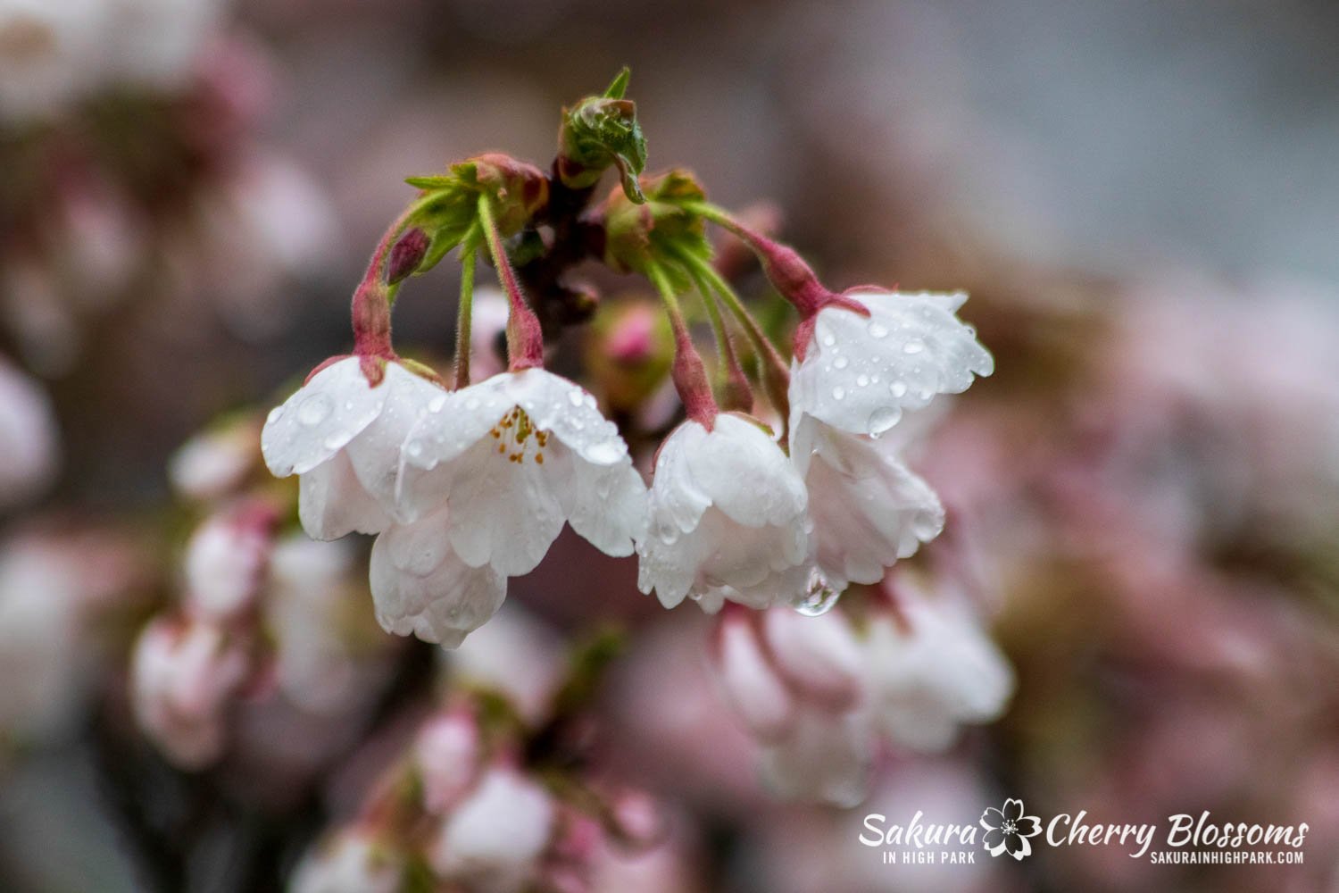 Sakura Watch May 4-2022-100.jpg