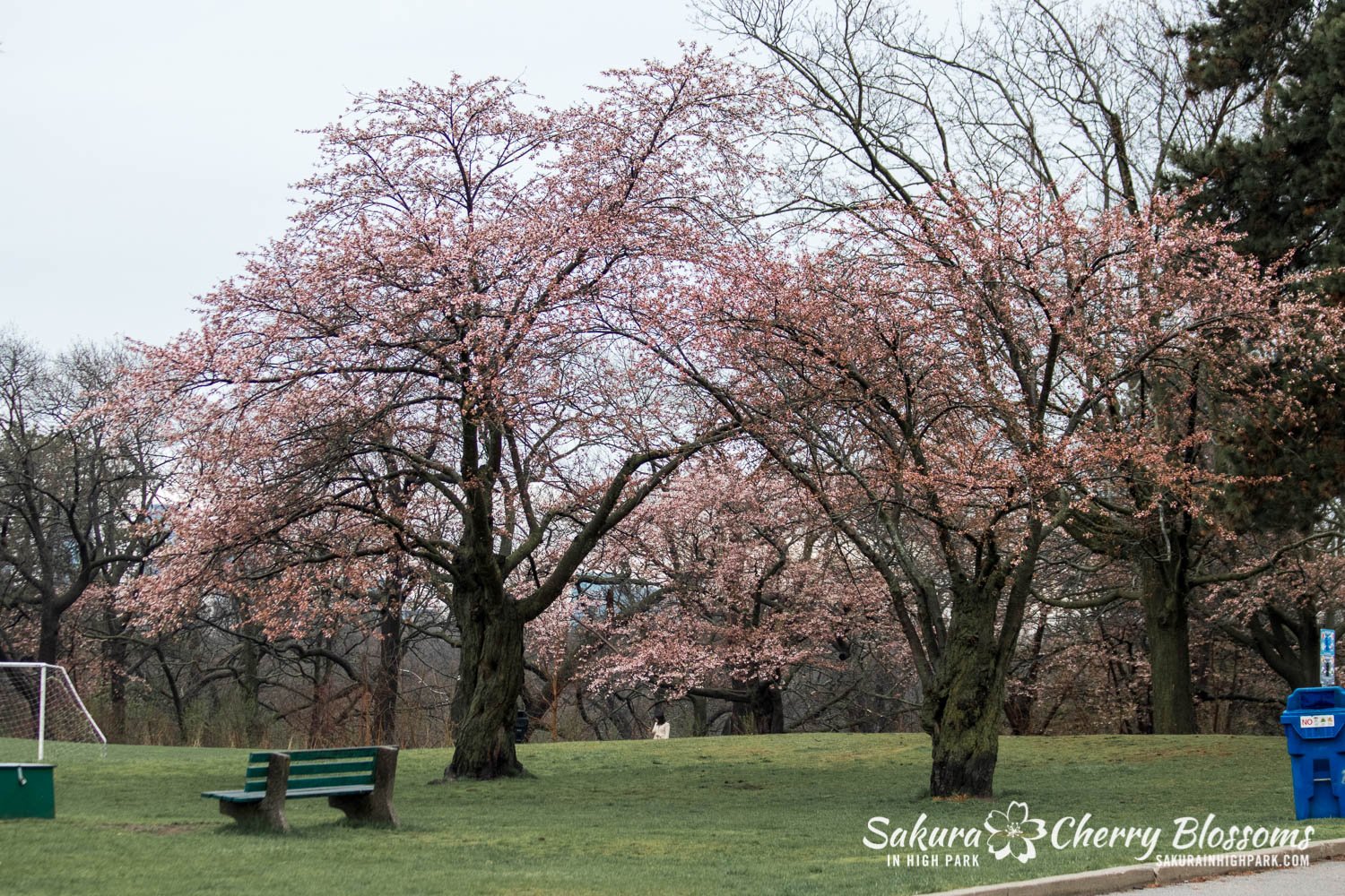 Sakura Watch May 4-2022-57.jpg