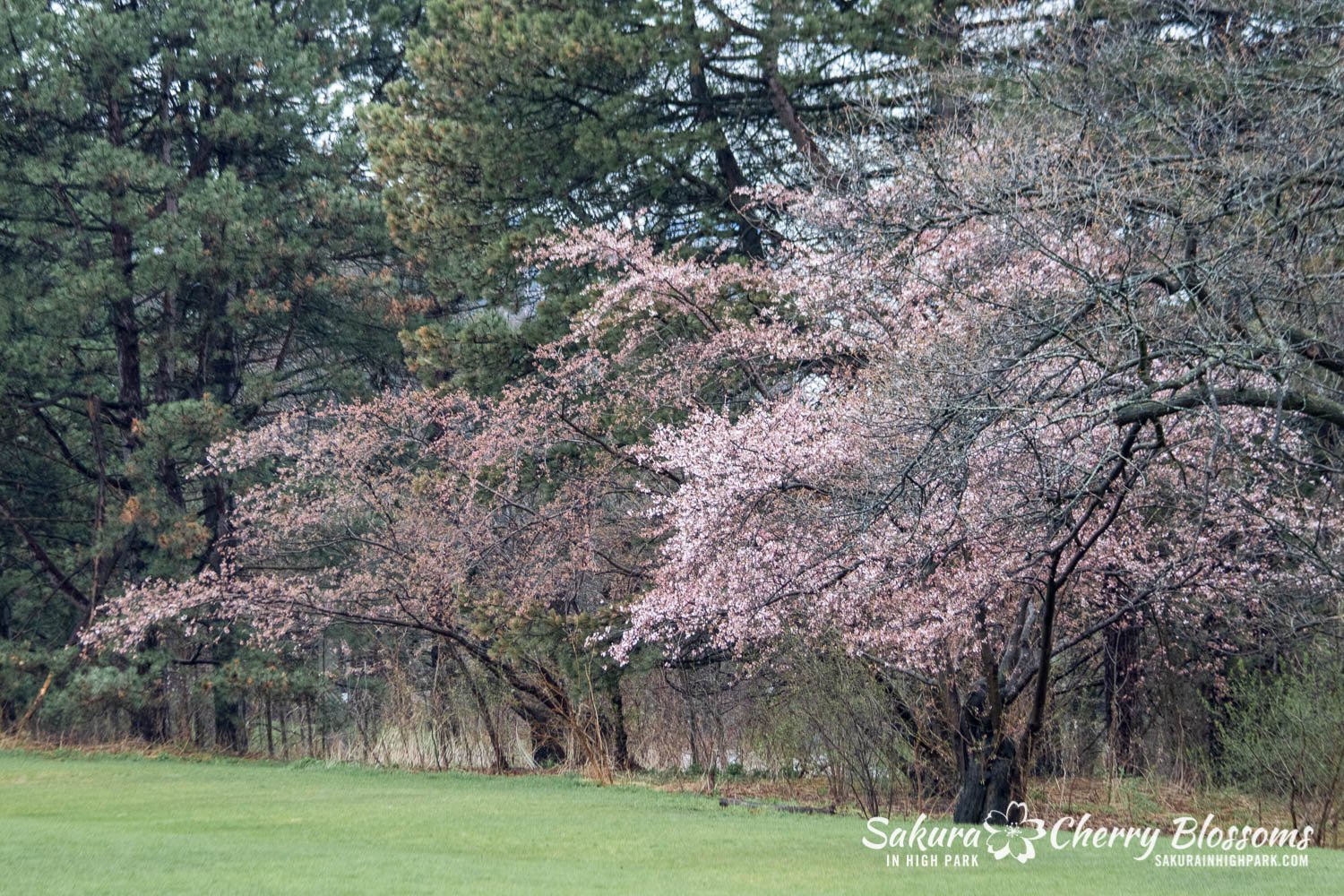 Sakura Watch May 4-2022-106.jpg