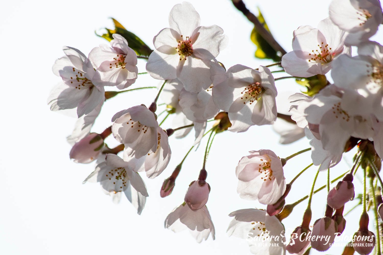 Sakura Watch May 5-2022-37.jpg