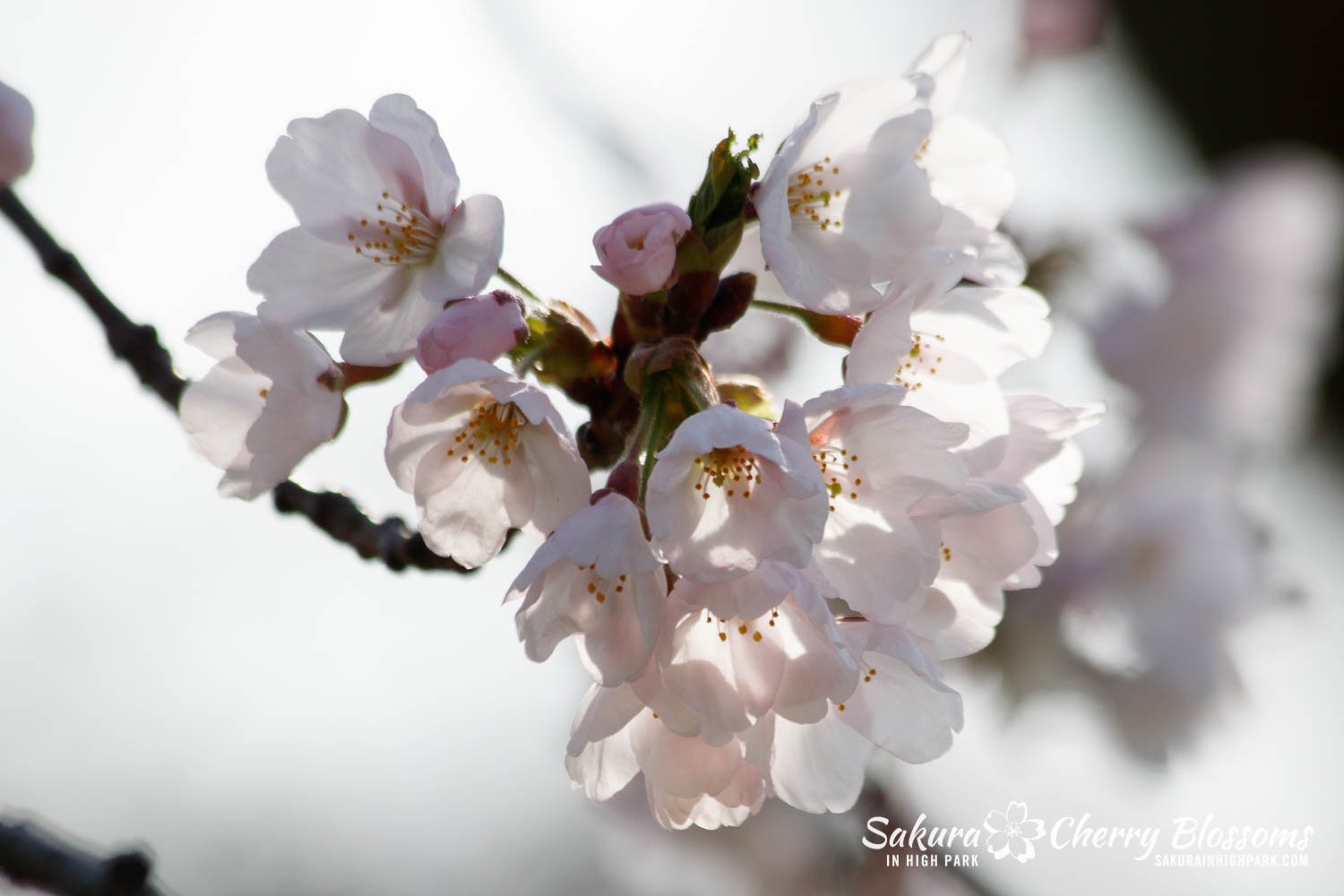 Sakura Watch May 5-2022-50.jpg