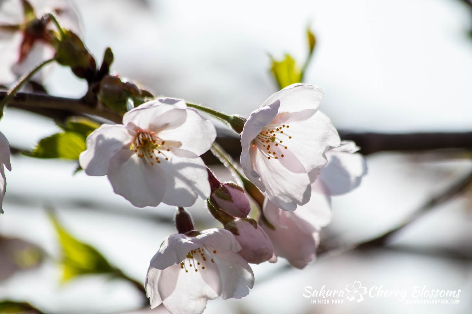 Sakura Watch May 5-2022-21.jpg