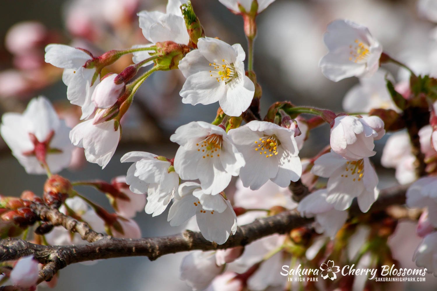 Sakura Watch May 5-2022-75.jpg