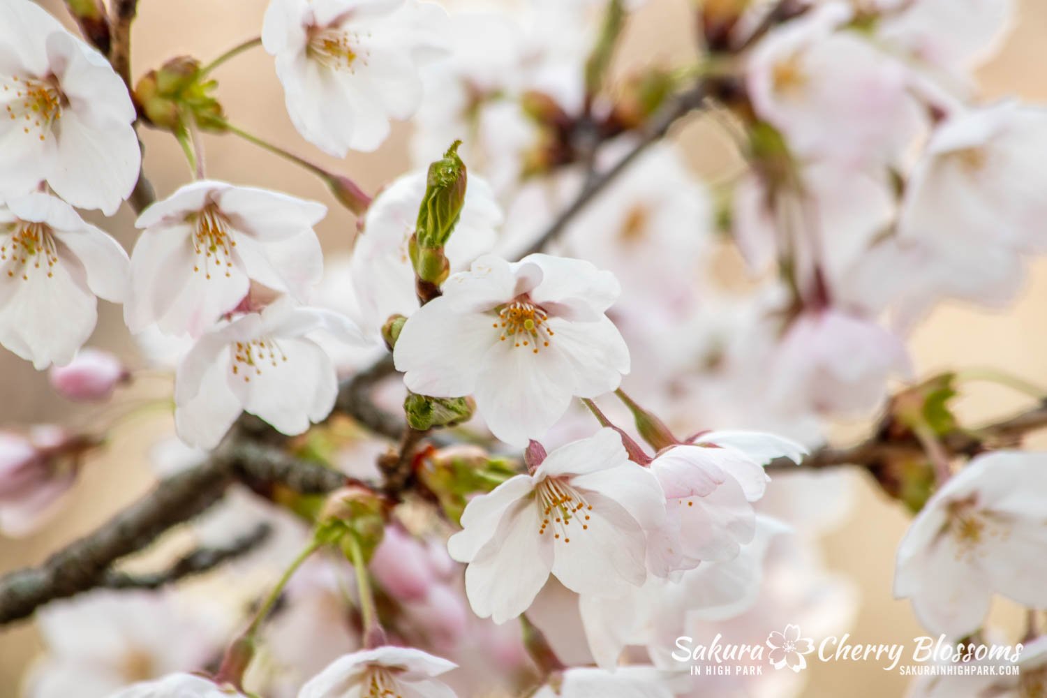 Sakura Watch May 5-2022-19.jpg