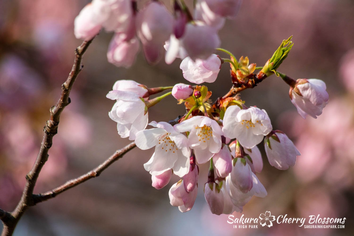 Sakura Watch May 5-2022-16.jpg