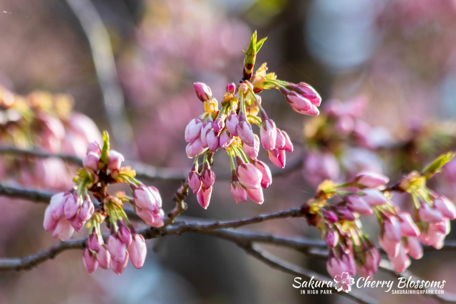 Sakura Watch May 5-2022-17.jpg