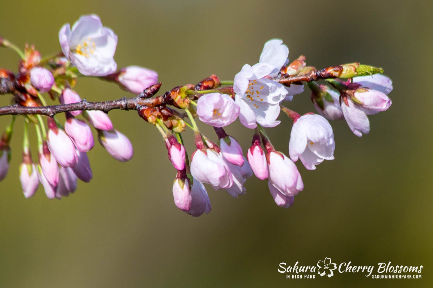 Sakura Watch May 5-2022-6.jpg