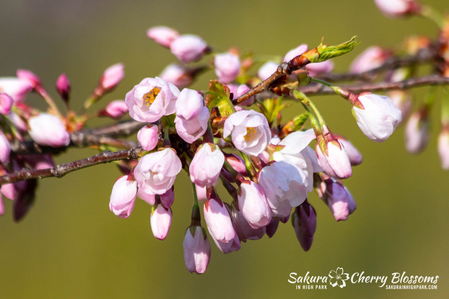 Sakura Watch May 5-2022-5.jpg