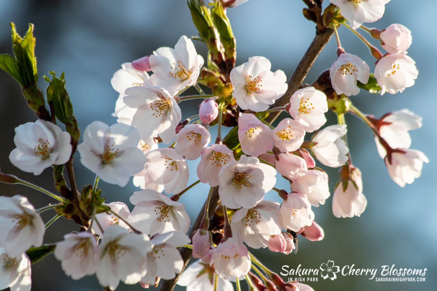 Sakura Watch May 5-2022-67.jpg