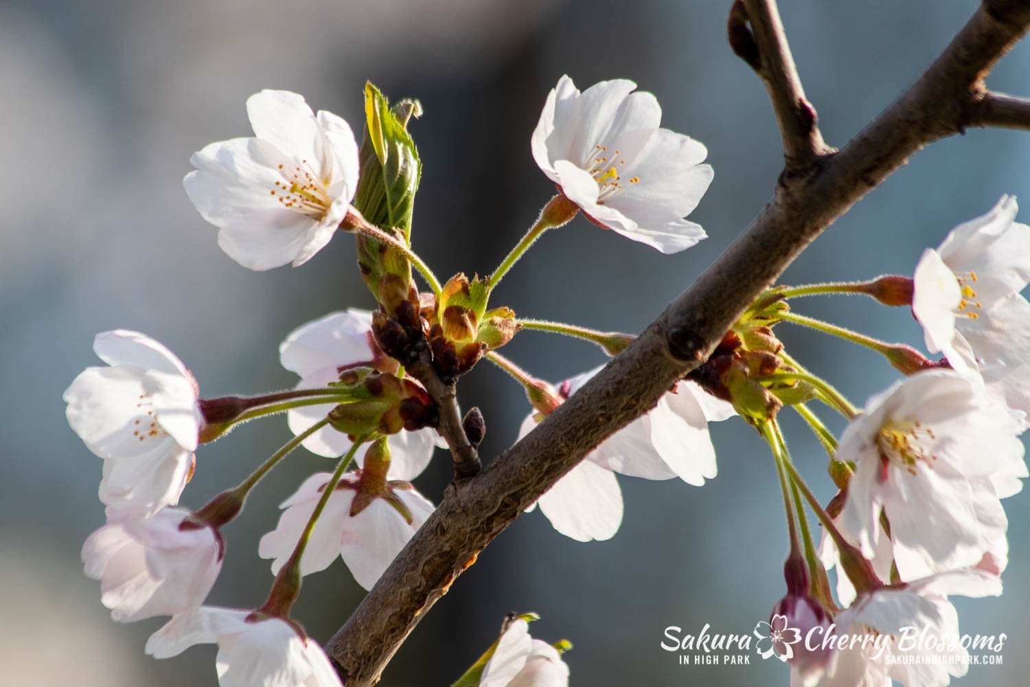 Sakura Watch May 5-2022-20.jpg