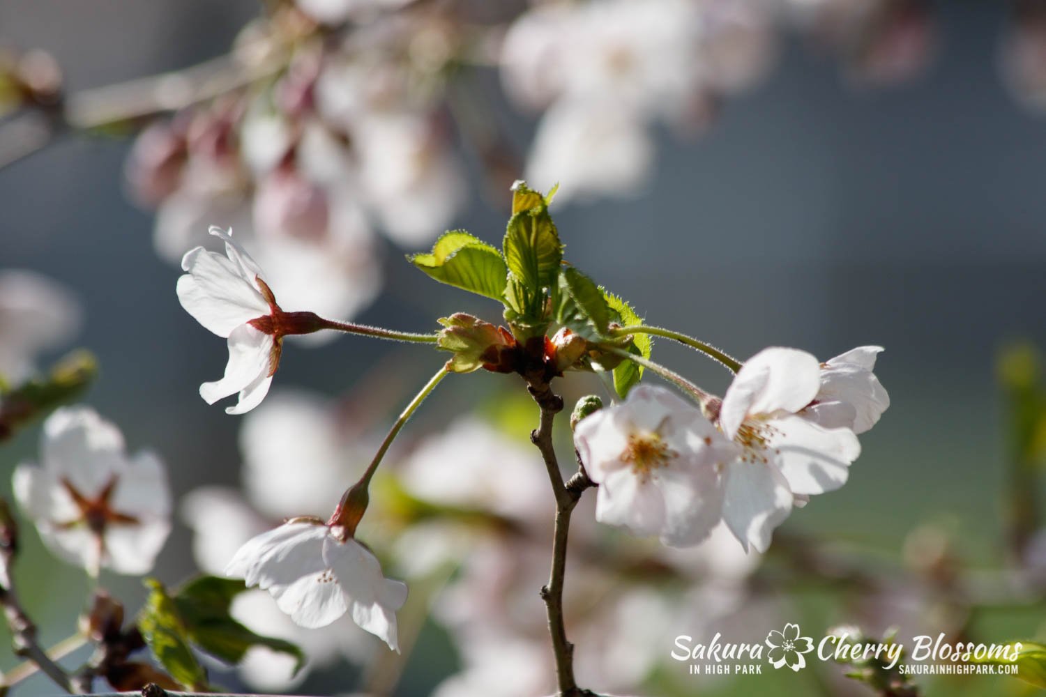 Sakura Watch May 5-2022-47.jpg