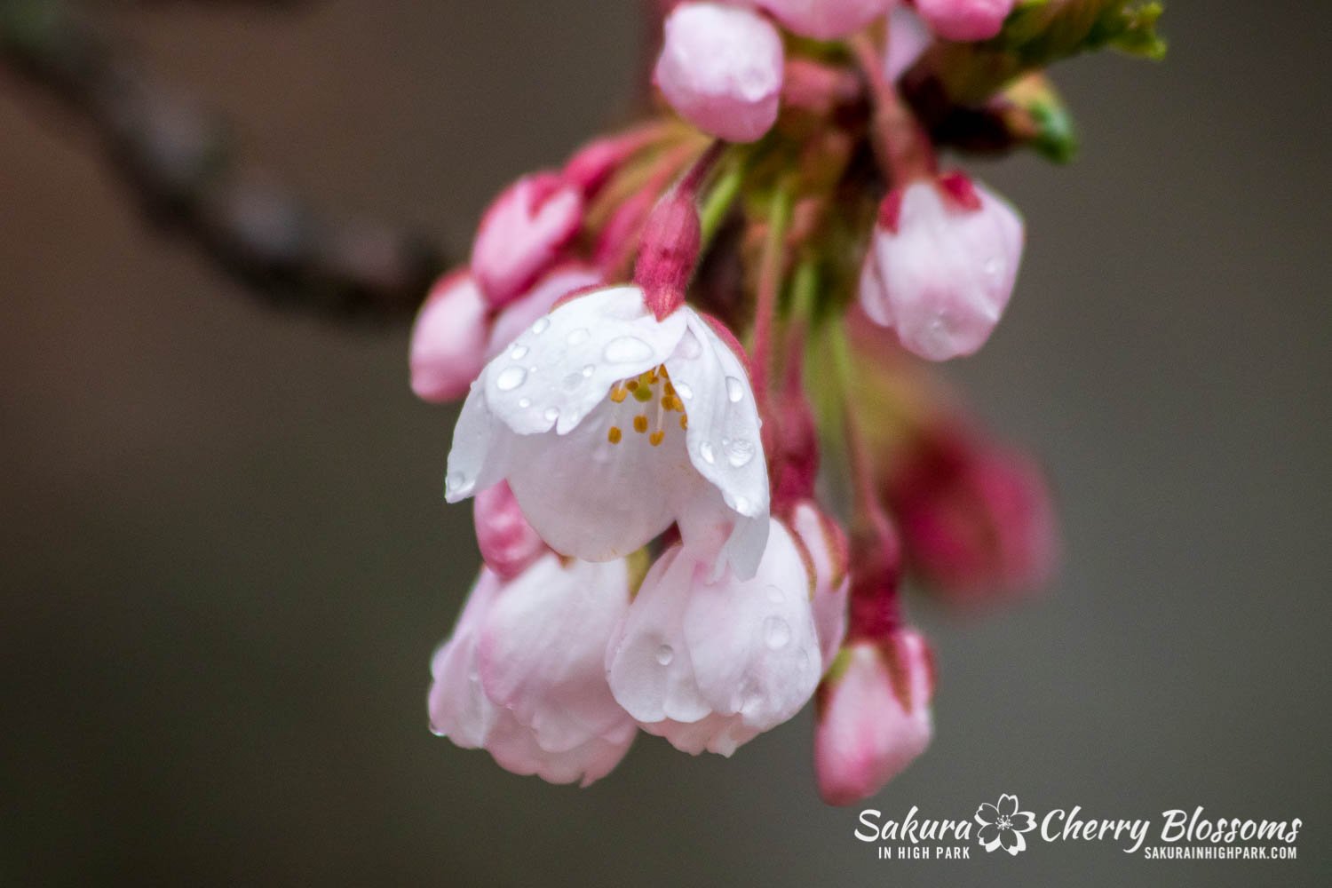 Sakura Watch May 4-2022-116.jpg