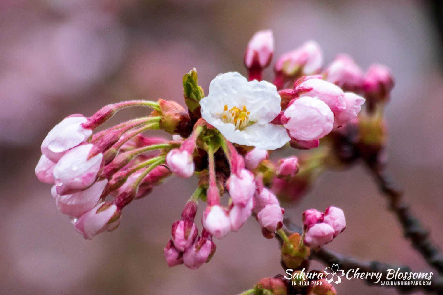 Sakura Watch May 4-2022-66.jpg