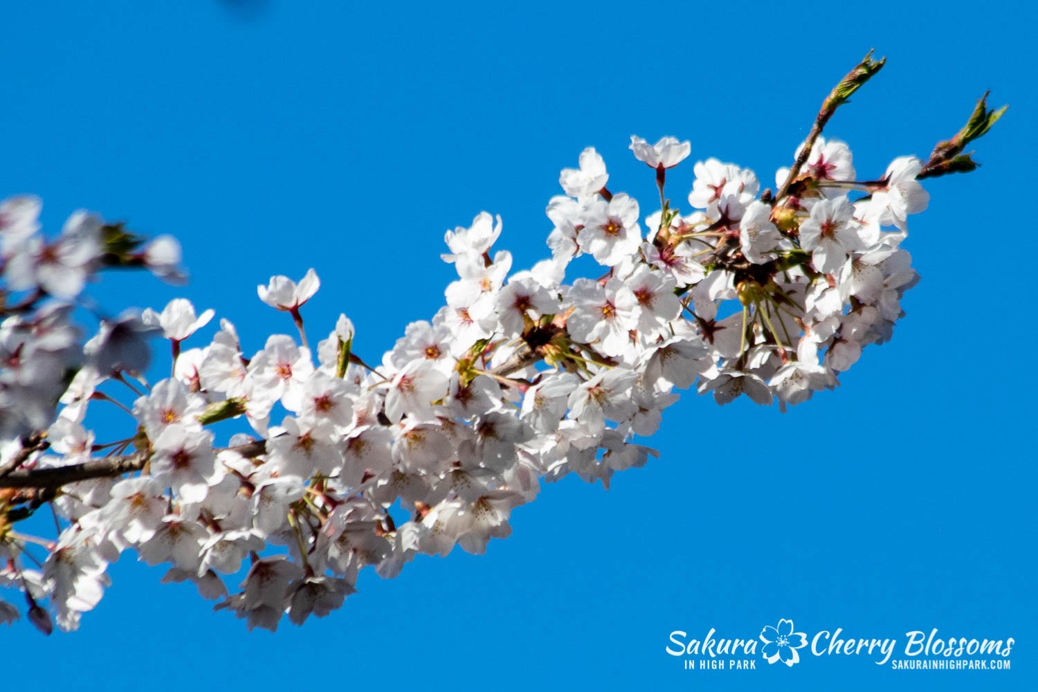 Sakura Watch May 9-2022-85.jpg