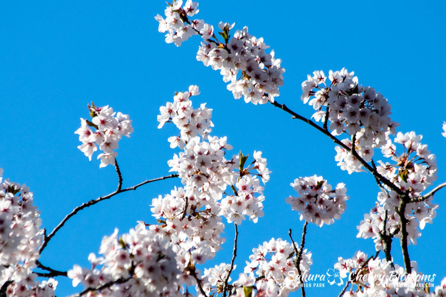 Sakura Watch May 9-2022-8.jpg