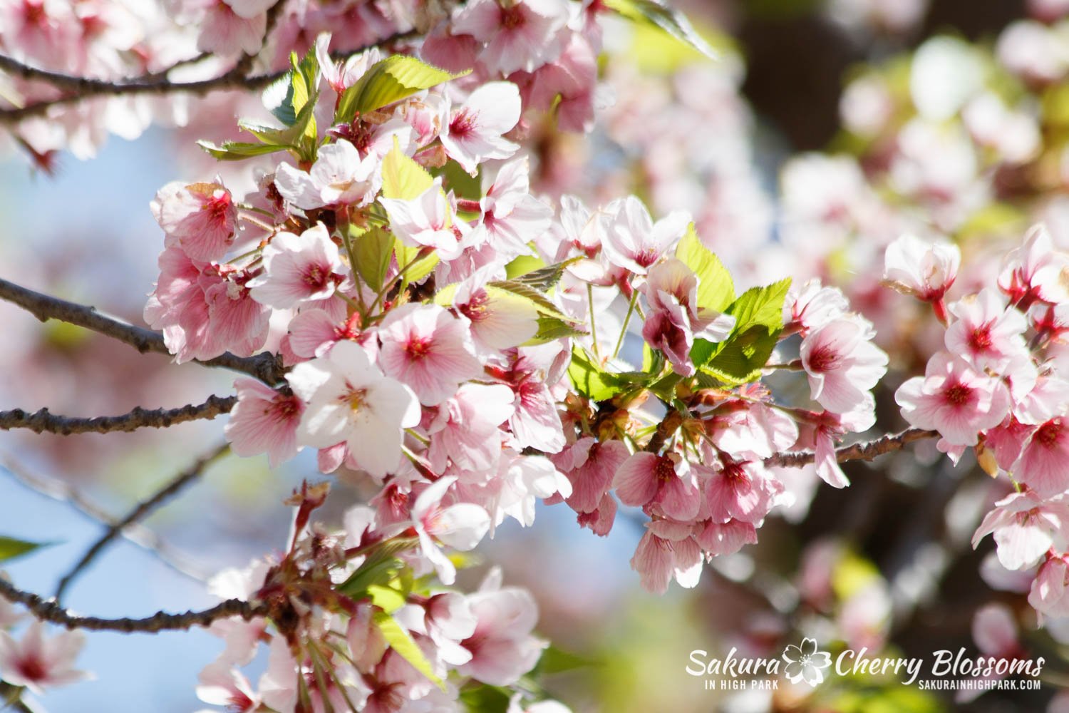 Cherry blossoms are in full bloom around Queens –