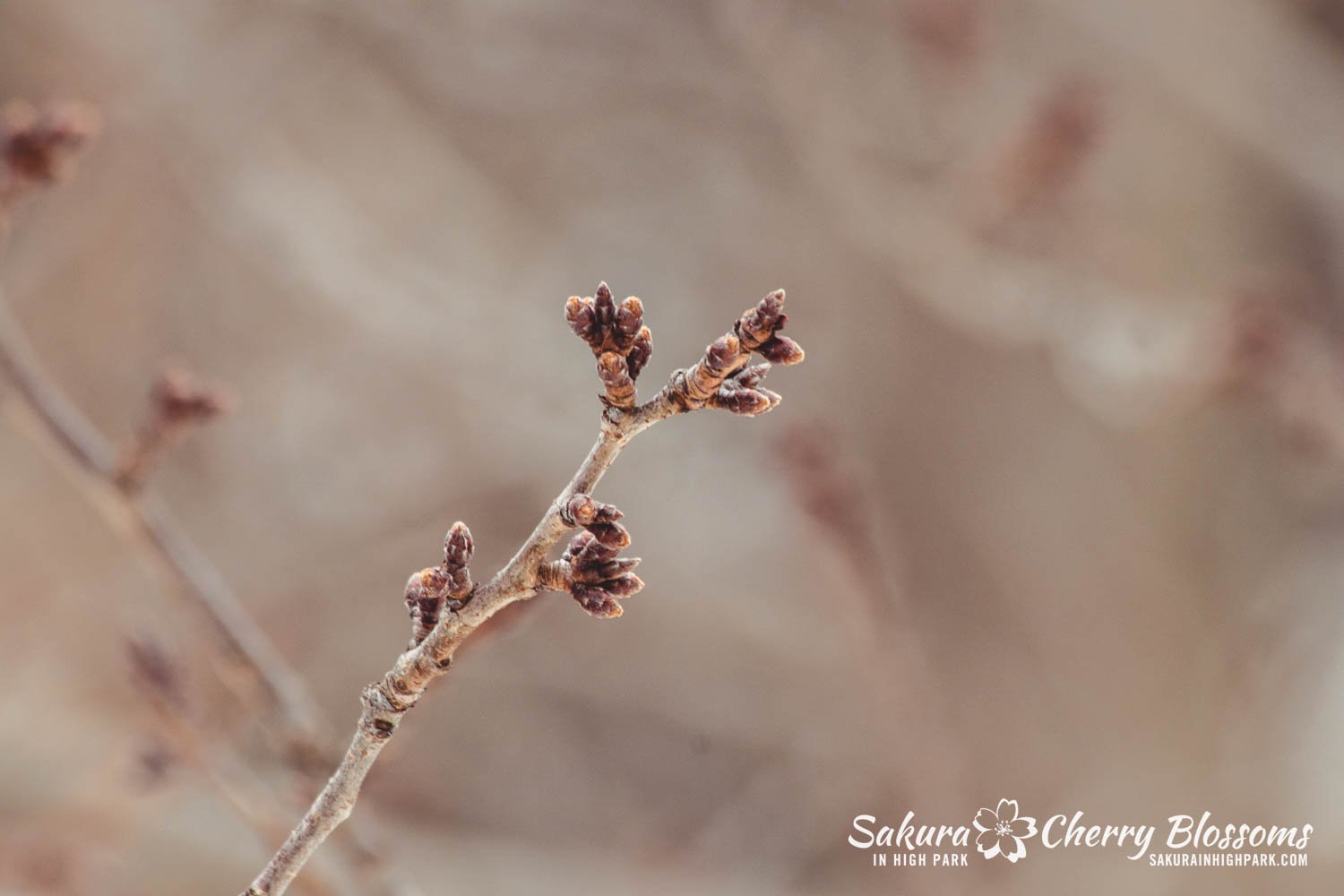 Sakura Watch March 3, 2023-19.jpg