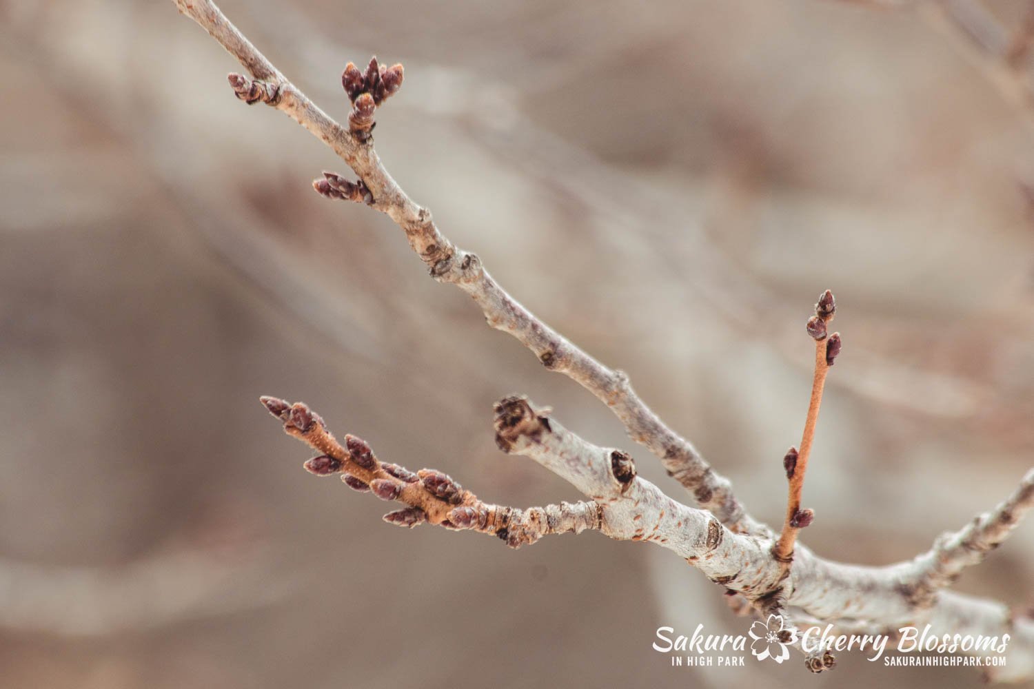 Sakura Watch March 3, 2023-13.jpg