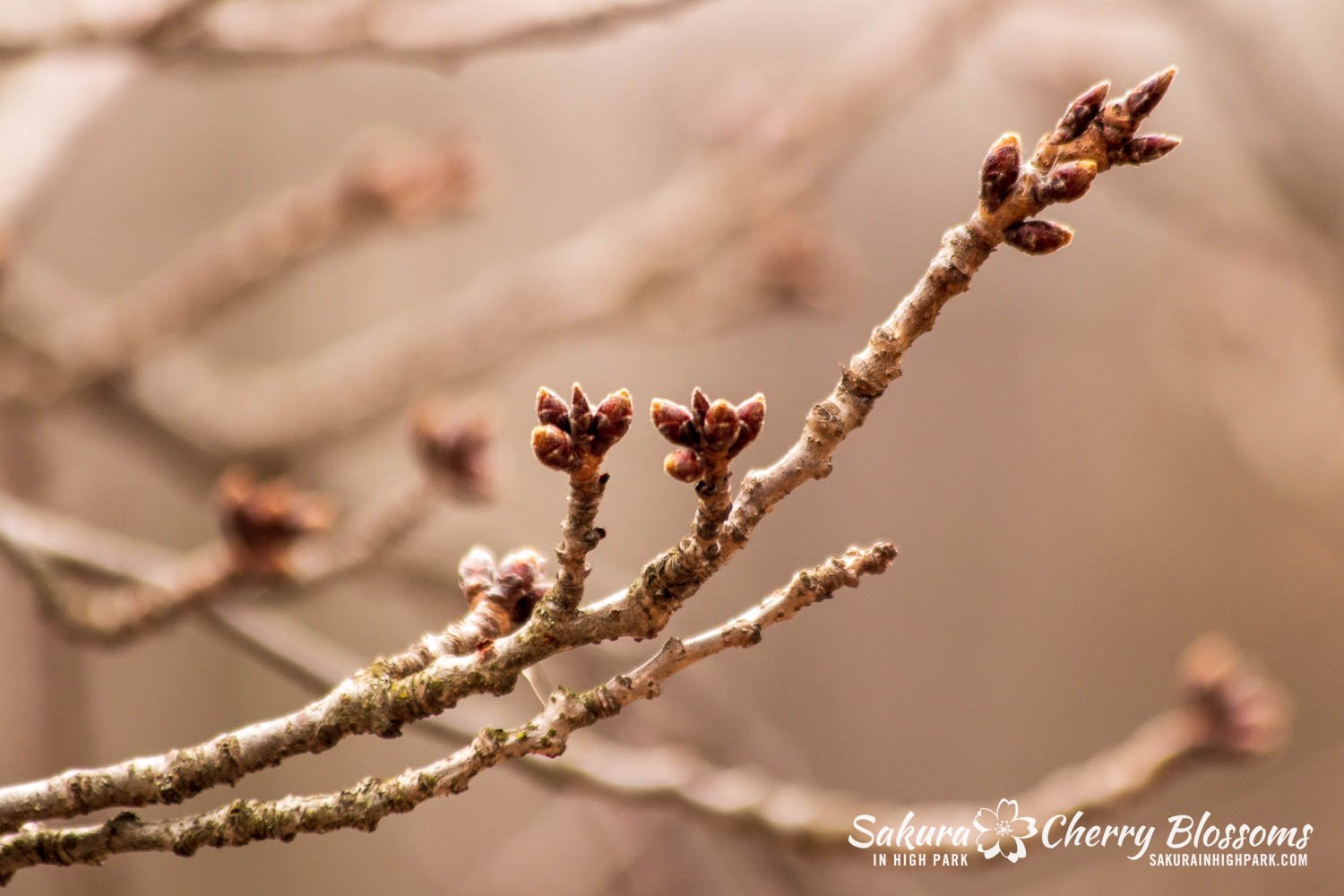 Sakura Watch March 21, 2023-34.jpg