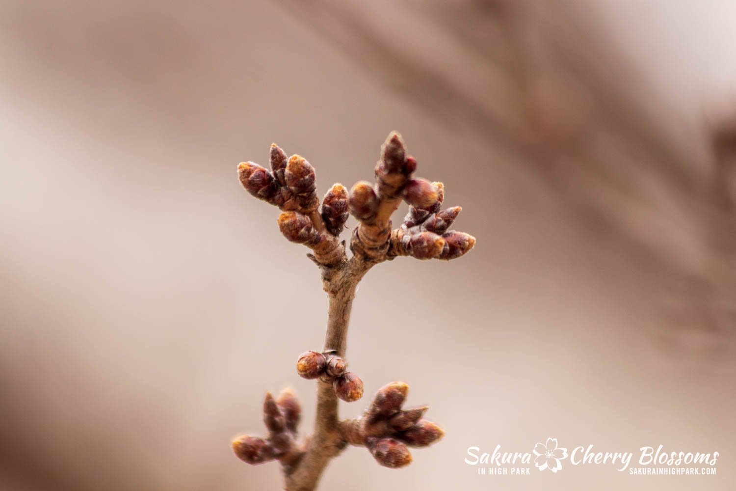 Sakura Watch March 21, 2023-27.jpg