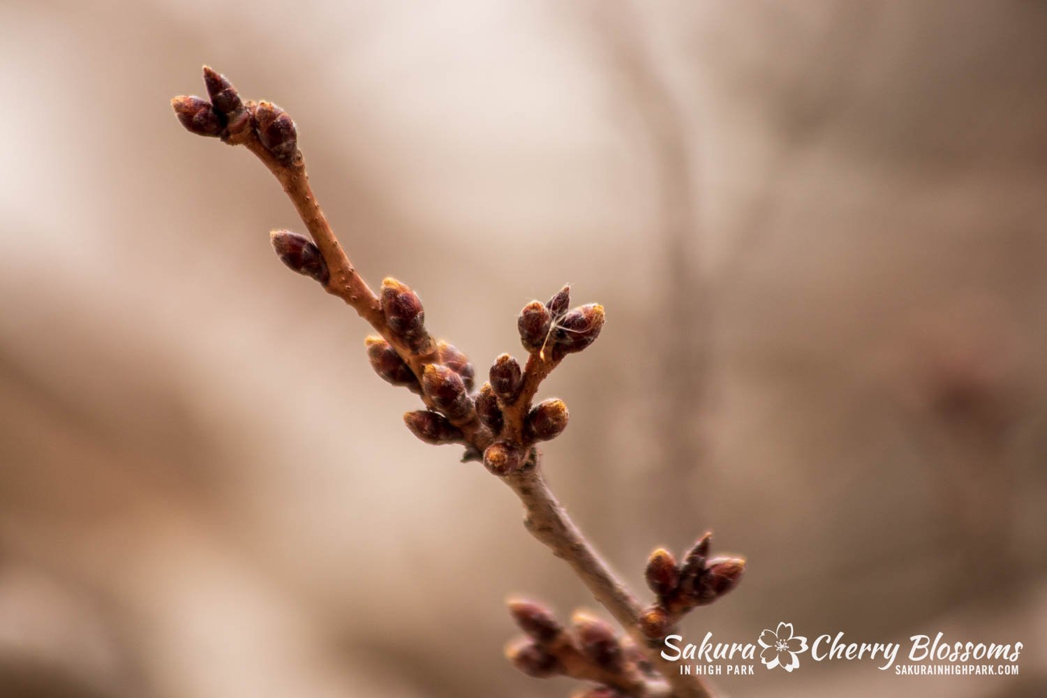 Sakura Watch March 21, 2023-24.jpg