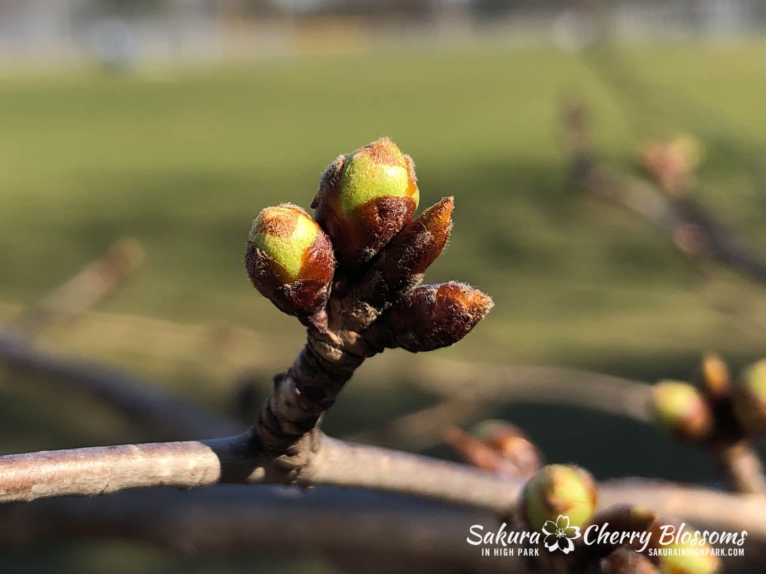 Sakura Watch-April 7, 2023-11.jpg