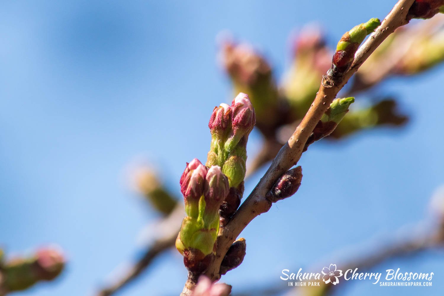 Sakura Watch April 14, 2023-3.jpg