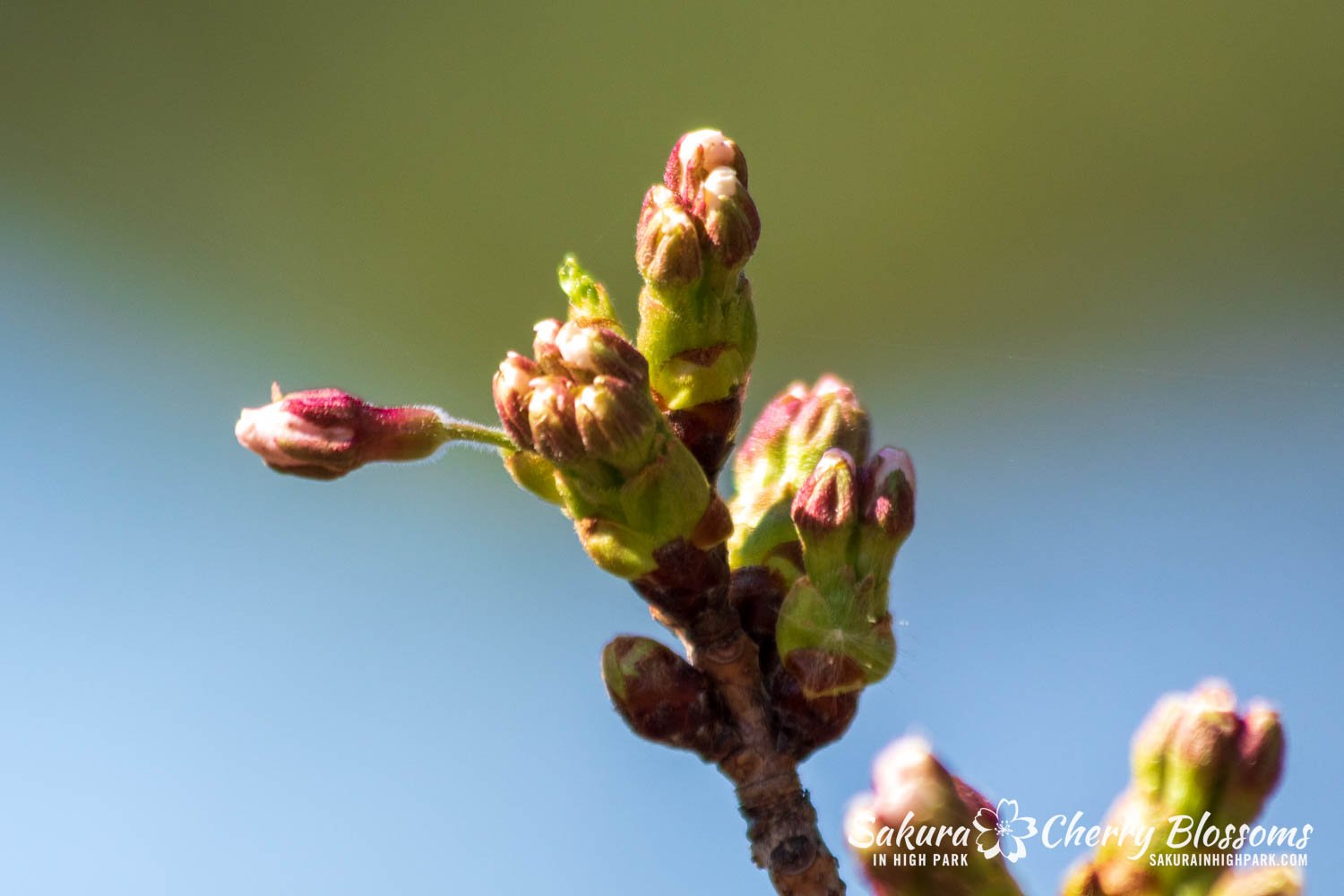 Sakura Watch April 14, 2023-20.jpg