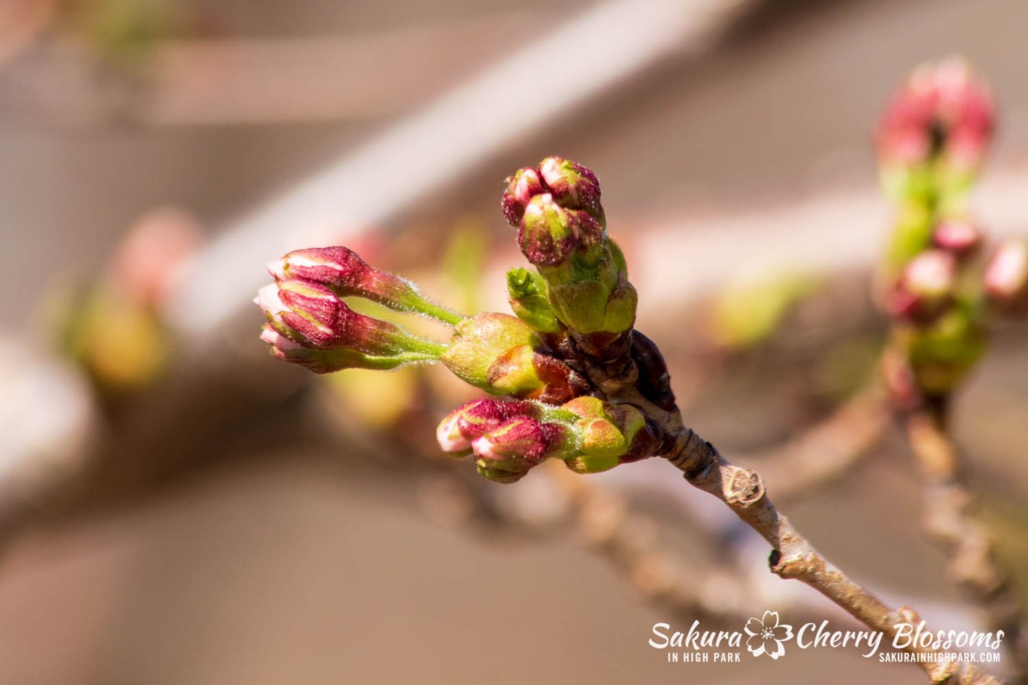 Sakura Watch April 14, 2023-90.jpg