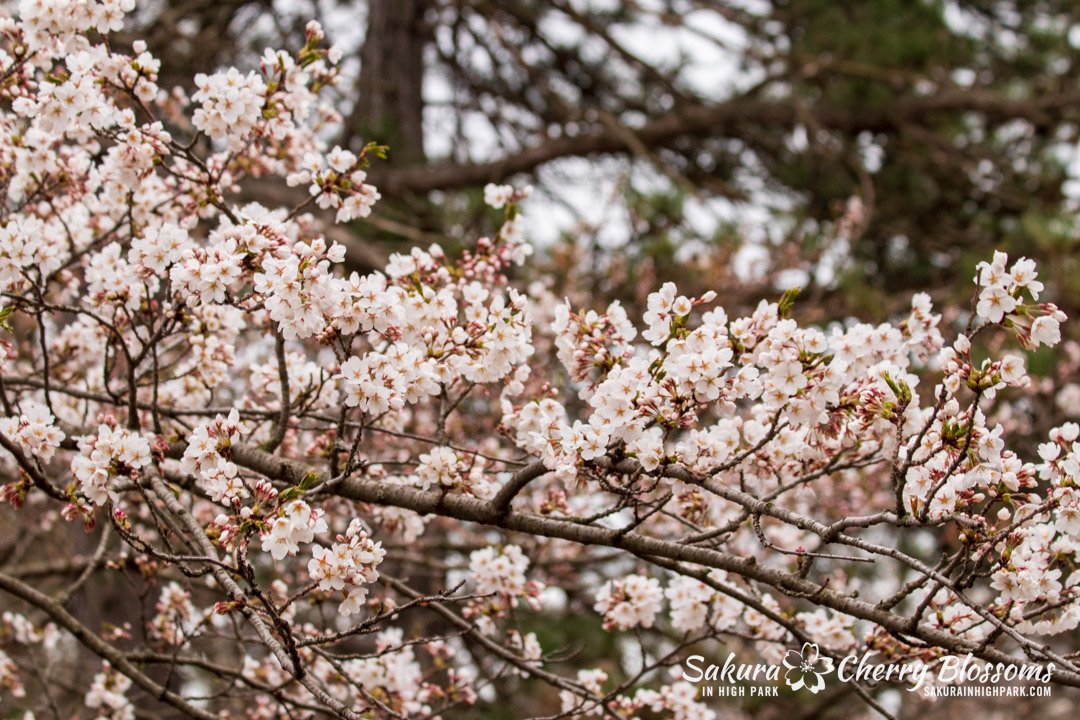 Sakura Watch April 17-2023 -27.jpg