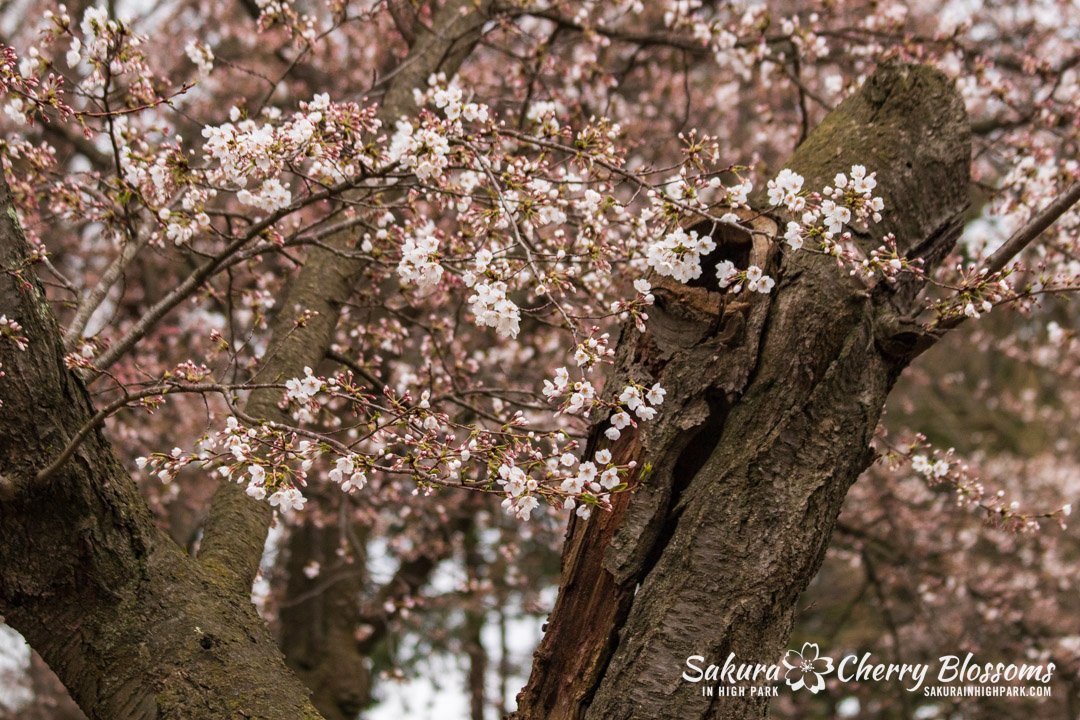 Sakura Watch April 17-2023 -1.jpg