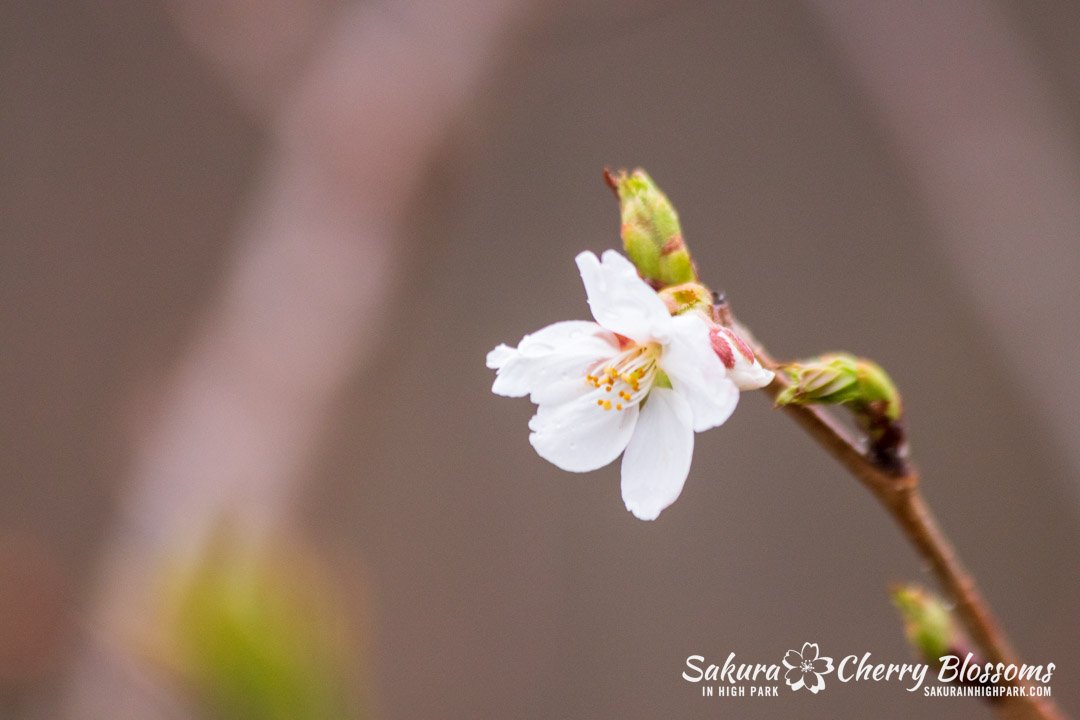 Sakura Watch April 17-2023 -31.jpg