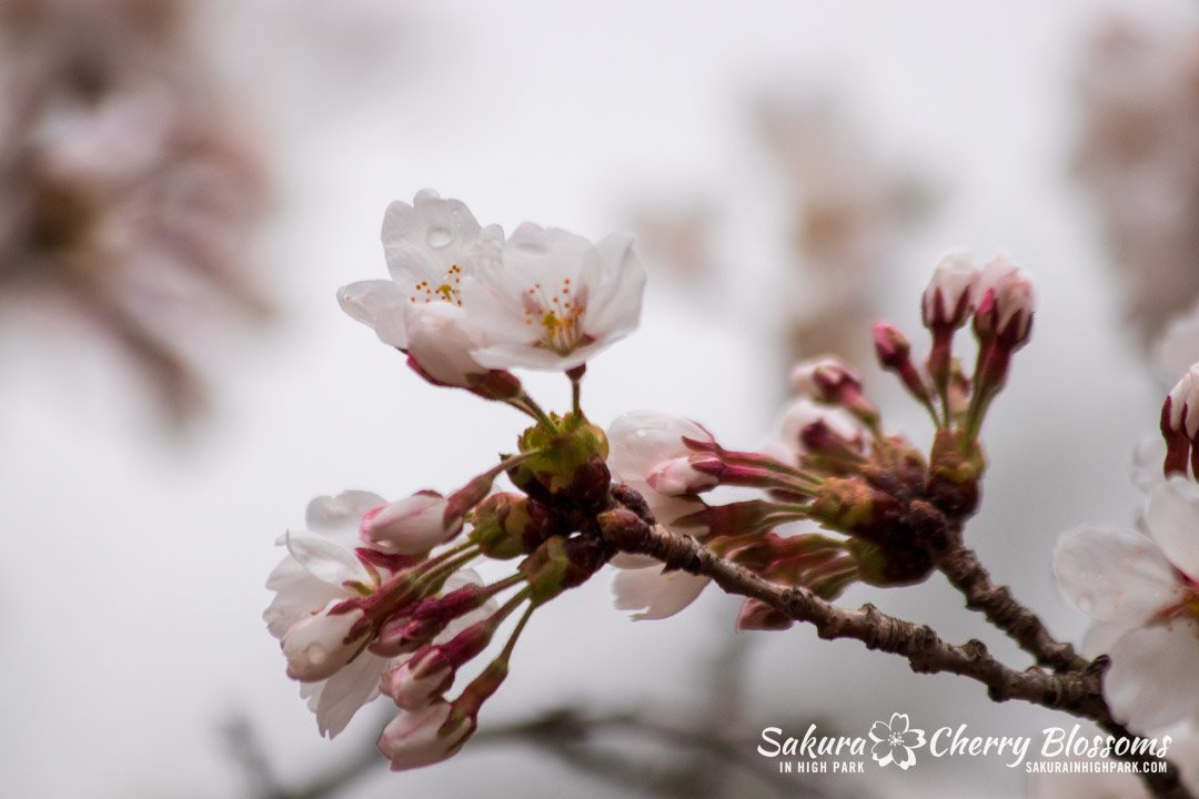 Sakura Watch April 17-2023 -43.jpg