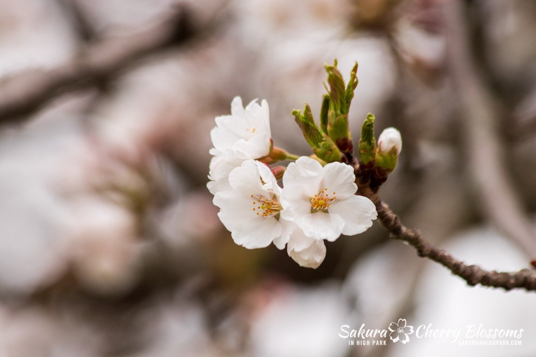 Sakura Watch April 17-2023 -67.jpg