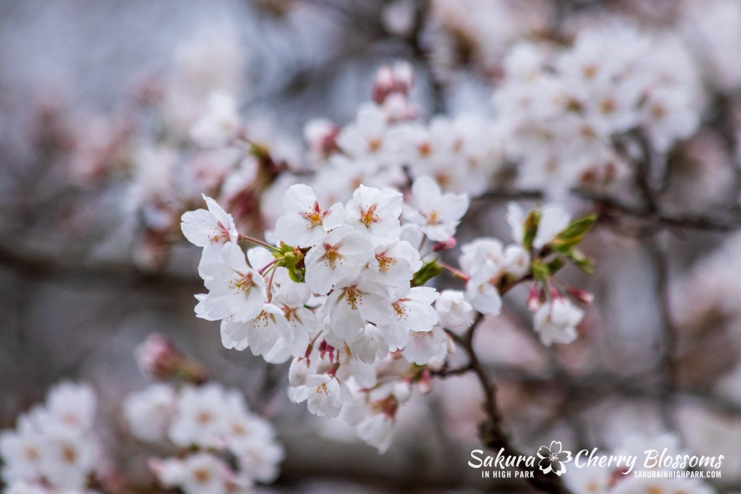 Sakura Watch April 17-2023 -71.jpg