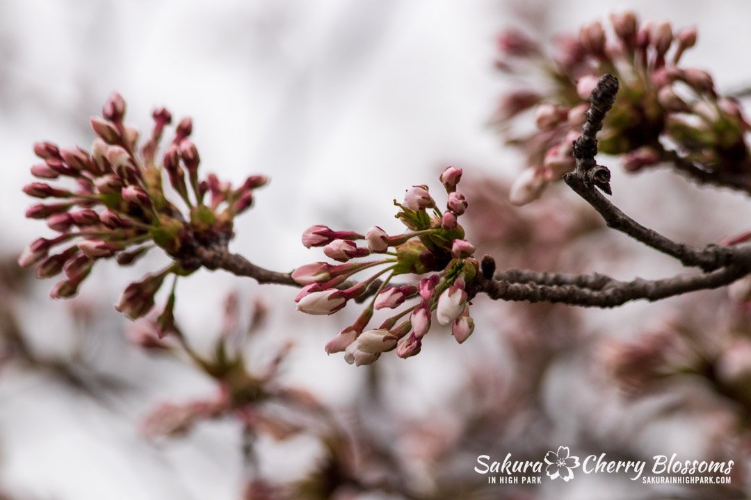 Sakura Watch April 17-2023 -82.jpg