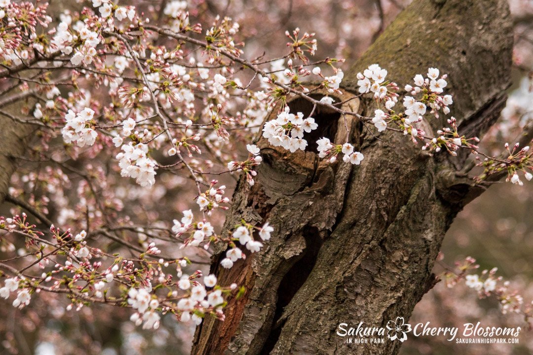 Sakura Watch April 17-2023 -105.jpg