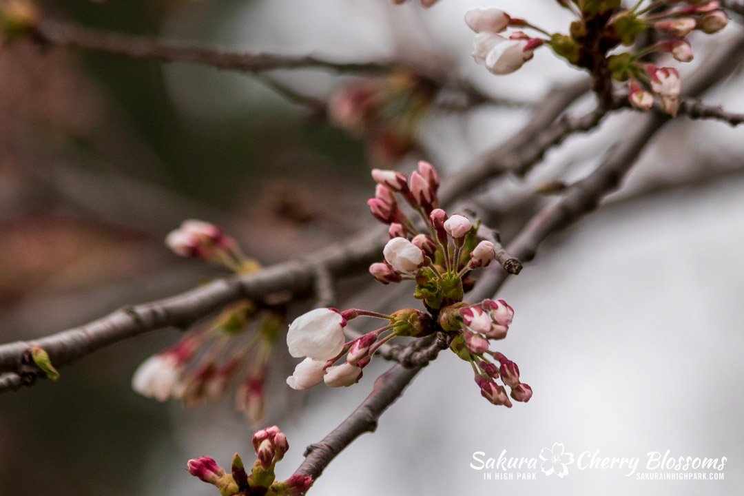 Sakura Watch April 17-2023 -177.jpg