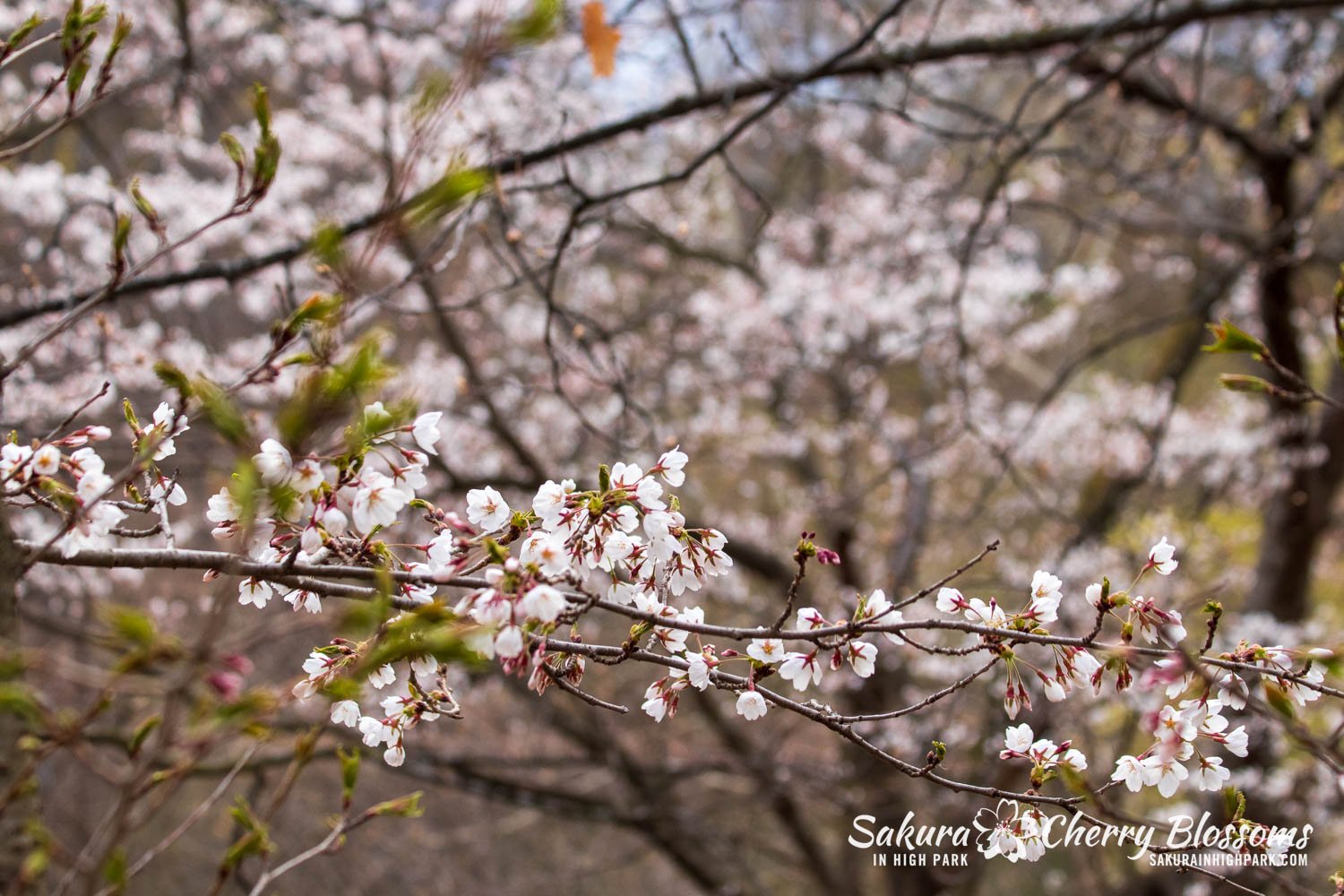 Sakura Watch April 21, 2023-14.jpg