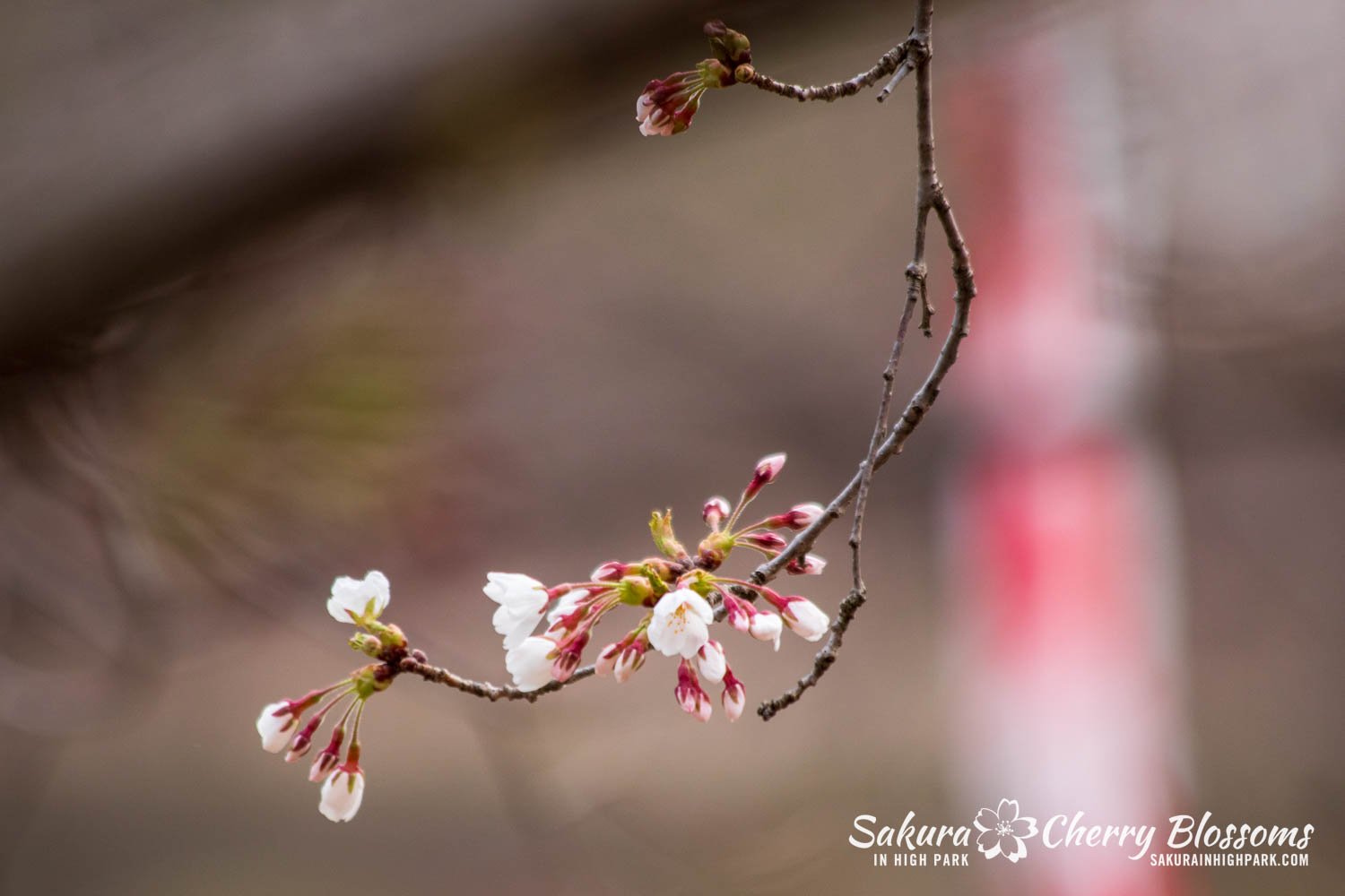 Sakura Watch April 21, 2023-104.jpg
